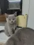 Британски късокосмести котета, снимка 5
