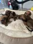 🐾 Породисти дакелчета – 3 женски и 1 мъжко 🐾, снимка 3