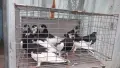 Ямболски Акмани , снимка 3