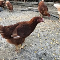 Ярки Ломан Браун , снимка 9 - Кокошки и пуйки - 41759230