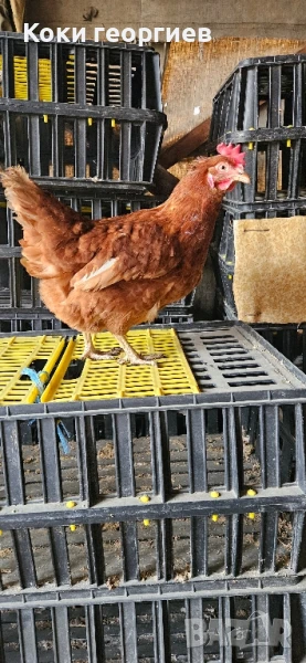 Продавам кокошки носачки ломан Браун за яйца , снимка 1