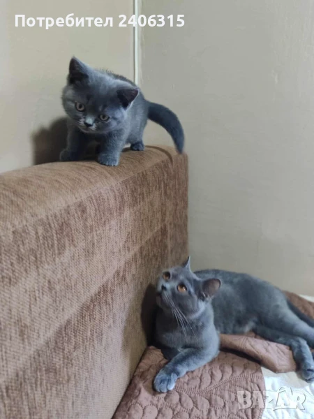 Сладко коте британска късокосместа , снимка 1