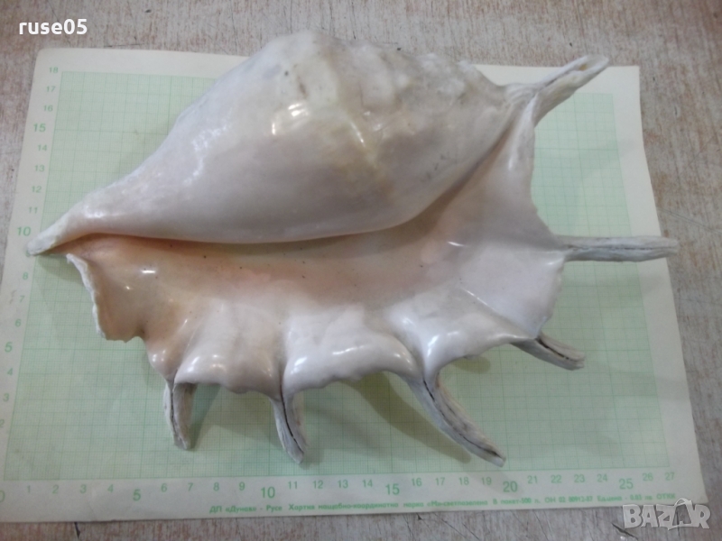 Раковина - 23, снимка 1