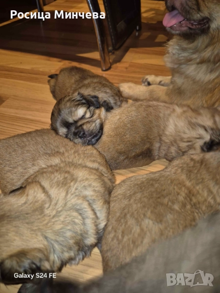 Пекинези, снимка 1