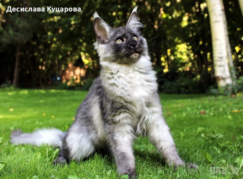 Мейн Куун ( Maine Coon ), снимка 1