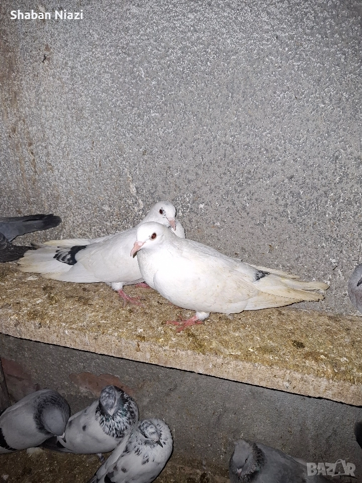 Чифт дрезгави , снимка 1