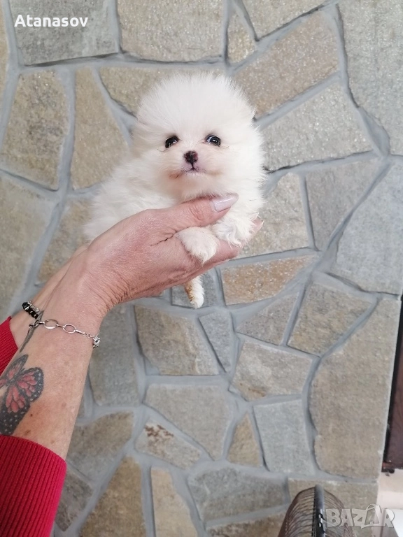 Поменран Померанче, снимка 1