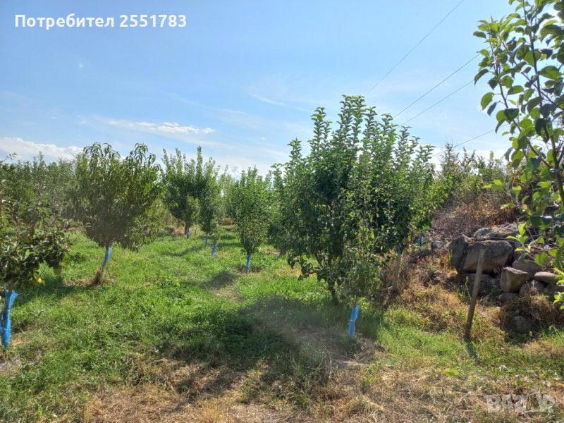 Млада плододаваща  овошна градина, снимка 1