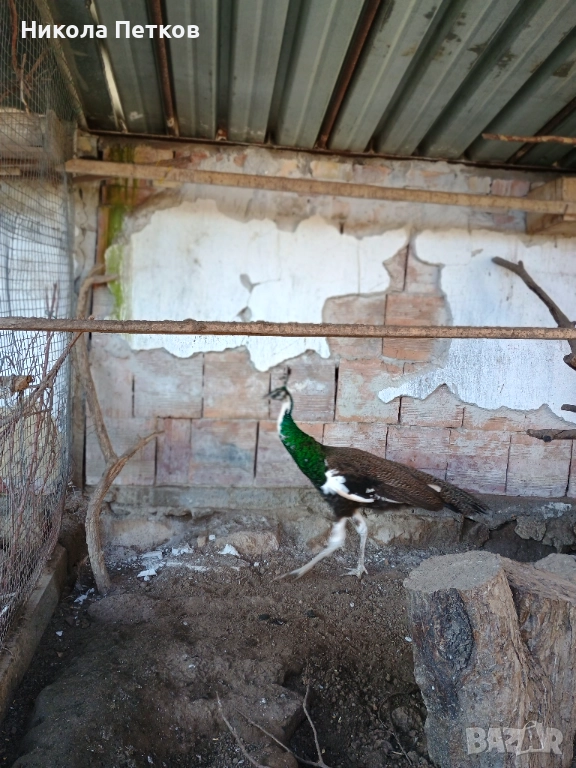 Паун, снимка 1