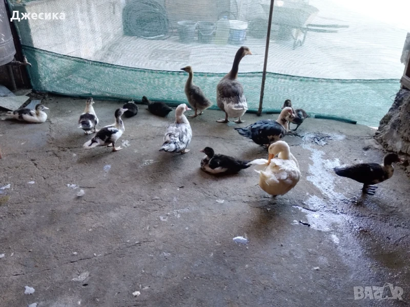 Неми патета и яйца, снимка 1