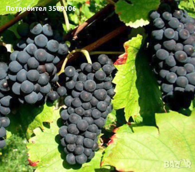 Грозде Сторгозия 1,60лв., снимка 1