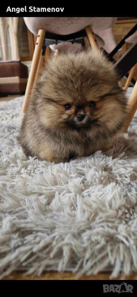 Померан,мини момченце с родословие!, снимка 1