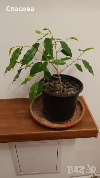 Фикус Бенджамин - зелен, снимка 1