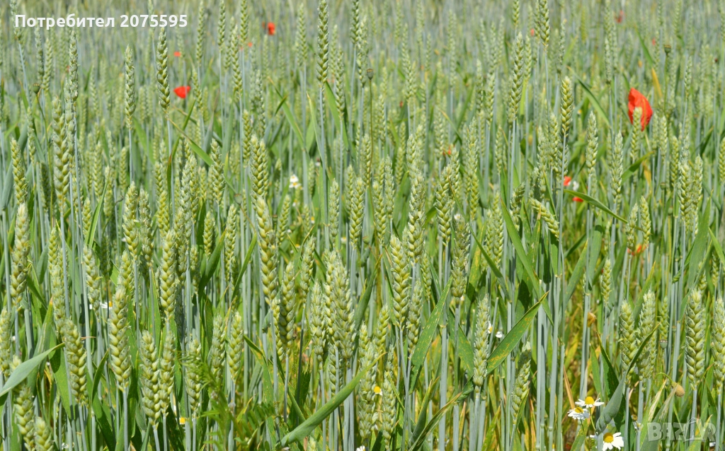 Нива 9 дка, село Ген. Тошево, обл. Ямбол, снимка 1