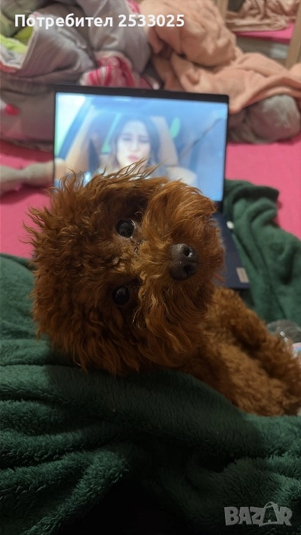 Той пудел , снимка 1