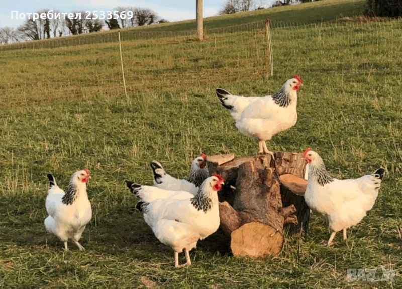 Светъл съсекс разплодни яйца за люпене, снимка 1