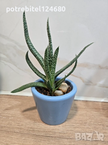 Сукулент, снимка 2 - Стайни растения - 53060102