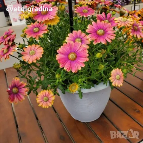 (Osteospermum ecklonis Pink Sun)-Остеоспермум слънчево розово, снимка 2 - Градински цветя и растения - 49102574
