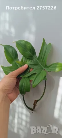 Philodendron Florida Ghost , снимка 5 - Стайни растения - 47726049