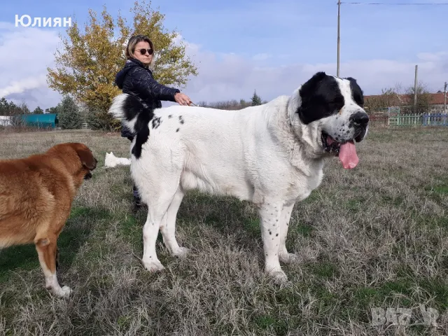 Продавам САО- Алабай, снимка 10 - Алабай - 49557113