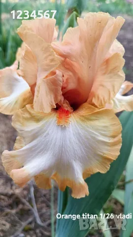 Ириси ризоми от сортови брадати ириси, снимка 12 - Градински цветя и растения - 50398119