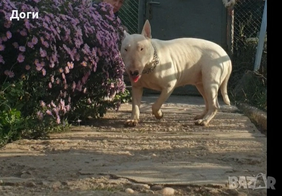 Продавам Бултериер , снимка 6 - Бултериер - 51810514