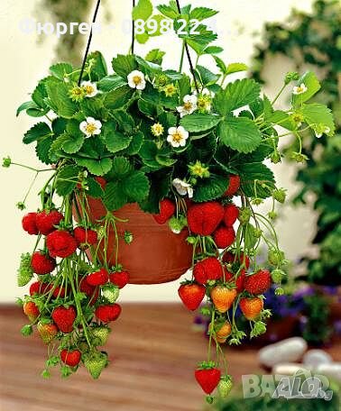 Ягоди - Разсад, снимка 2 - Градински цветя и растения - 42598885