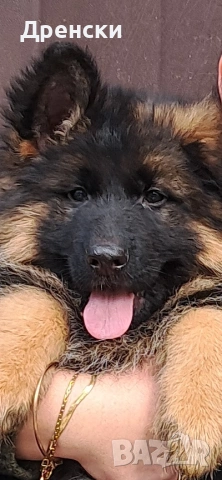 дългокосмести немски овчарки, снимка 8 - Немска овчарка - 53396729