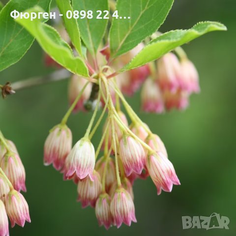 Енкиантус/ Enkianthus Campanulatus, снимка 3 - Градински цветя и растения - 40314725