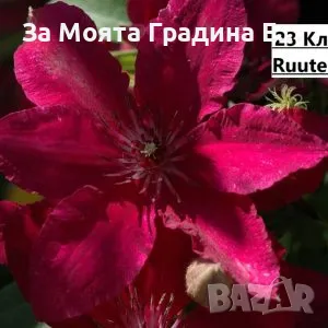Клематис 2 , снимка 8 - Градински цветя и растения - 49761035