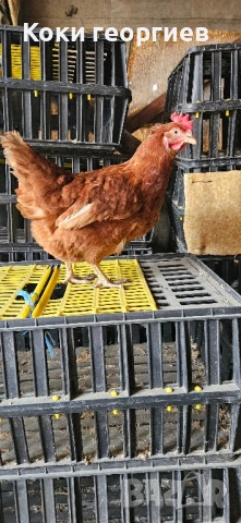 Продавам кокошки носачки ломан Браун за яйца , снимка 1