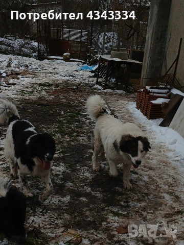 Българско овчарско куче, снимка 13 - Каракачанска овчарка - 53669702