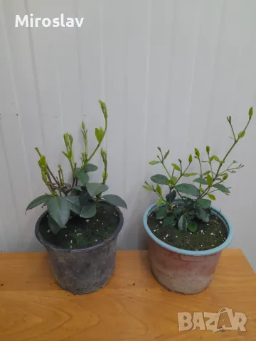 Жасмин 3-цвята (Вечнозелен), снимка 10 - Градински цветя и растения - 49673745