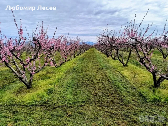 Овощна градина-праскови, снимка 3 - Земеделска земя - 55752653