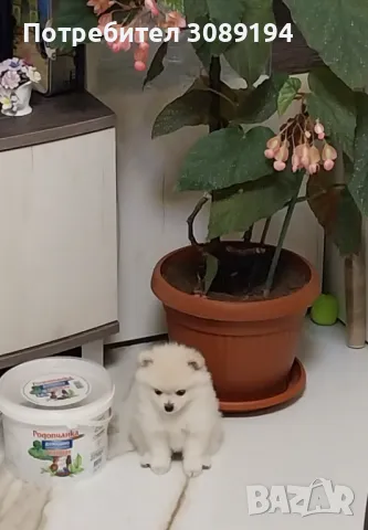 Мини шпиц-померан, снимка 5 - Померан - 47946390