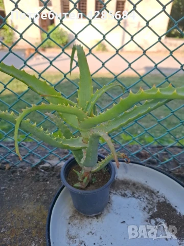 Лечебно алое