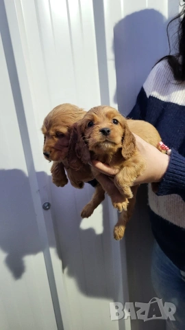 Продавам кокер шпаньоли, снимка 16 - Кокер шпаньол - 53789078