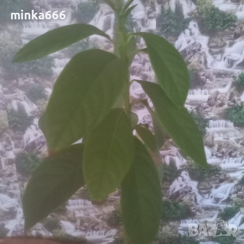 Био авокадо с три разклонения, снимка 5 - Стайни растения - 39690464