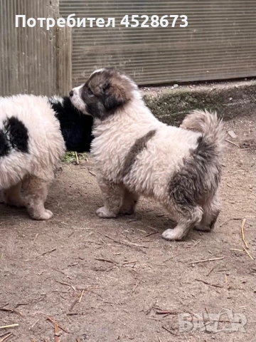 Продавам малки БОК, снимка 5 - Каракачанска овчарка - 53039372