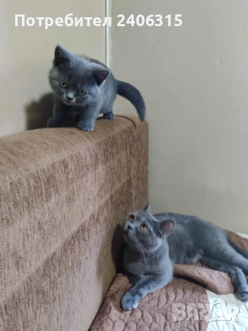 Сладко коте британска късокосместа , снимка 1