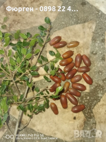 Дъб Пърнар – Вечнозелен СЕМЕНА (жълъди) Цена за 1 семе 40ст (0.20 €), снимка 8 - Разсади - 52897572