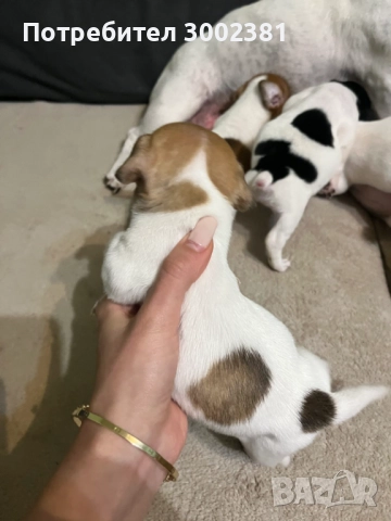 Джак Ръсел териер, снимка 3 - Джак ръсел териер - 52887126