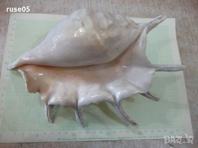 Раковина - 23