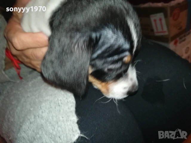 ДЖАК РЪСЕЛ ТЕРИЕР С ВАКСИНА И ПАСПОРТ 0610250734, снимка 13 - Джак ръсел териер - 51957467