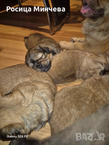 Пекинези, снимка 1