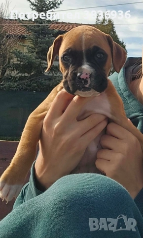 Боксер женско кученце - родено на 23.01, предаване след 20.03, снимка 3 - Боксер - 53794139