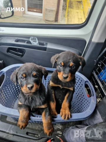 Женси Ротвайлерчета, снимка 2 - Ротвайлер - 52895476