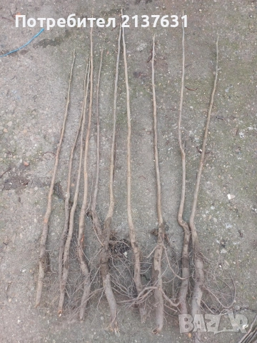 ДРЪВЧЕТА  ОРЕХ ПЕКАН  , ПРАСКОВА сорт ХАЛЕ и КАЙСИЯ едра сорт ФАРБАЛИ и СИЛИСТРЕНСКА КОМПОТНА , снимка 7 - Градински цветя и растения - 49554979