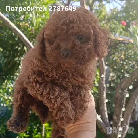 Той пудел(Toi рudel)момиче, снимка 4 - Пудели - 56149219