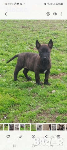 Холандска овчарка, снимка 2 - Белгийска овчарка - 52484523